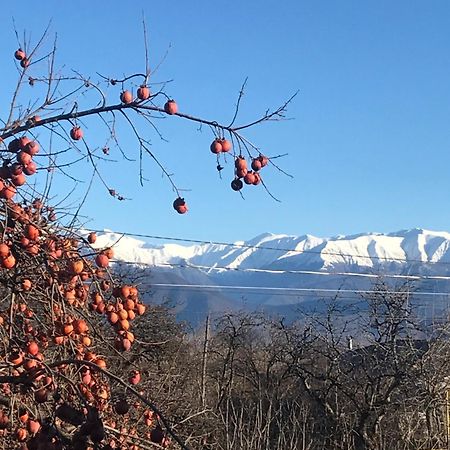 Guesthouse "Kistauri" Telavi Bagian luar foto