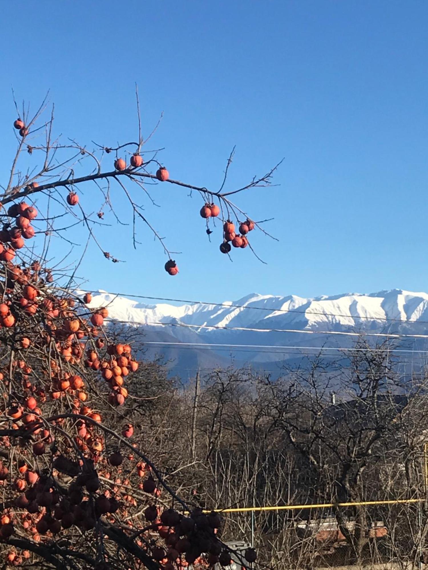 Guesthouse "Kistauri" Telavi Bagian luar foto